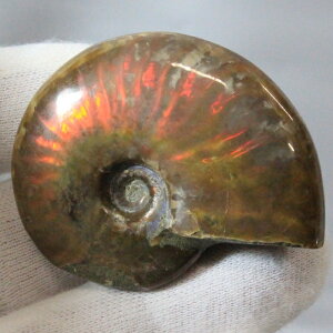 y}_KXJY Ii _zAiCg   AiCg Ammonite C{[ ACg  Ð  z  fossil W{ AiCg p[Xg[  VR