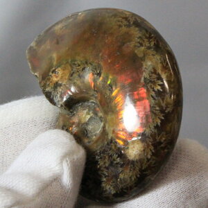 yi}_KXJY _zAiCg   C{[ Ammonite ACg AiCg    z Ð W{  fossil AiCg Y fB[