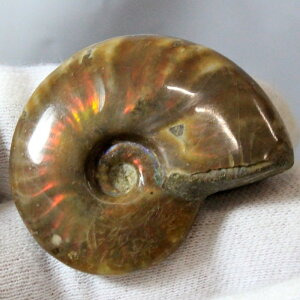 y}_KXJYōi _zAiCg  ɂ Ammonite ACg C{[ AiCg   AiCg p[Xg[  lC  VR CO