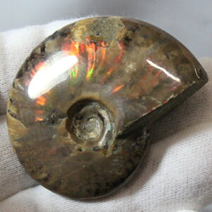 y}_KXJY ꋉi I_zAiCg   AiCg Ammonite C{[ ACg  Ð  z  fossil W{ AiCg p[Xg[  V