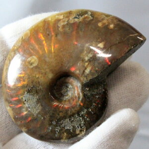 y}_KXJY Ii _zAiCg   ACg C{[ AiCg    z Ð W{  fossil AiCg p[Xg[  