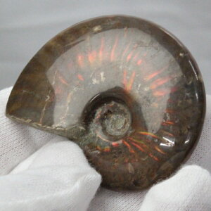 y}_KXJYōi _zAiCg   AiCg Ammonite C{[ ACg  z   fossil Ð W{ AiCg p[Xg[  
