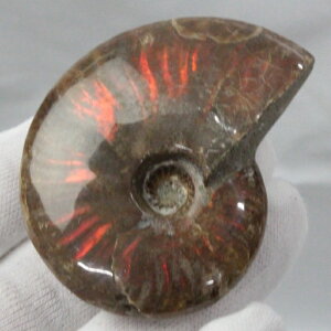 y}_KXJY ꋉi I_zAiCg   ACg C{[ AiCg  Ð  z  fossil W{ AiCg VR  lC  p