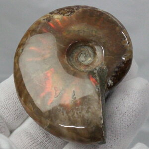 y}_KXJY ꋉi I_zAiCg   ACg C{[ AiCg    z Ð W{  fossil AiCg p[Xg[ 