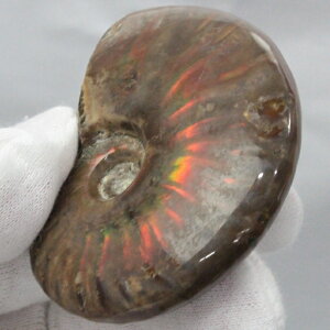 y}_KXJY Ii _zAiCg   ACg C{[ AiCg  z   fossil Ð W{ AiCg Y fB[X p[Xg[