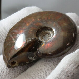 y}_KXJYōi _zAiCg   ACg C{[ AiCg    z Ð W{  fossil AiCg p[Xg[ 