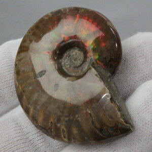 y}_KXJY ꋉi I_zAiCg   ACg C{[ AiCg  z   fossil Ð W{ AiCg VR  p[Xg[ 