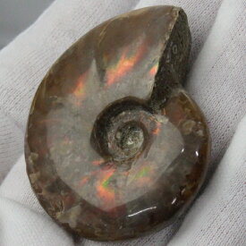 【マダガスカル産 厳選品質 一点物】アンモナイト 化石 虹 アンモライト レインボー アンモナイト 原石 古生物 化石 鉱石 宝石 fossil 標本 アンモナイト化石 パワーストーン 原石 人気 おすすめ 天然石 海外直輸入価格 アンモナイト