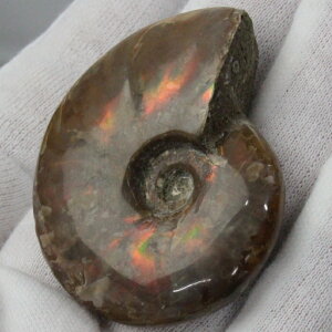 y}_KXJY Ii _zAiCg   ACg C{[ AiCg  Ð  z  fossil W{ AiCg p[Xg[  lC 