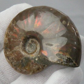 【高品質マダガスカル産 一点物】アンモナイト 化石 にじ Ammonite アンモライト レインボー アンモナイト 宝石 原石 アンモナイト化石 パワーストーン 原石 天然石 メンズ レディース 人気 アンモナイト