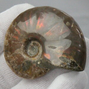 yi}_KXJY _zAiCg  ɂ Ammonite ACg C{[ AiCg   AiCg p[Xg[  VR Y fB[X lC A