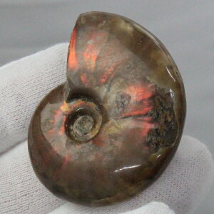 y}_KXJYōi _zAiCg   AiCg Ammonite C{[ ACg  z   fossil Ð W{ AiCg Y fB[X l