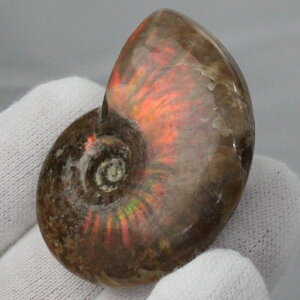 y}_KXJY ꋉi I_zAiCg   C{[ Ammonite ACg AiCg  Ð  z  fossil W{ AiCg p[Xg[  l