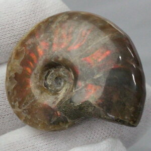 y}_KXJY Ii _zAiCg  ɂ Ammonite ACg C{[ AiCg    z Ð W{  fossil AiCg Y f
