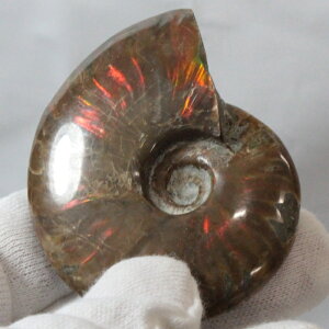 yi}_KXJY _zAiCg   AiCg Ammonite C{[ ACg  z   fossil Ð W{ AiCg p[Xg[  VR 