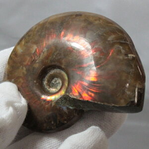 y}_KXJYōi _zAiCg   C{[ Ammonite ACg AiCg    z Ð W{  fossil AiCg VR 