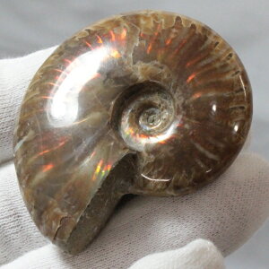 y}_KXJY ꋉi I_zAiCg  ɂ Ammonite ACg C{[ AiCg   AiCg p[Xg[  VR Y fB[X l