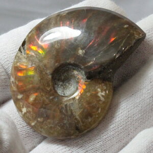 y}_KXJY Ii _zAiCg   ACg C{[ AiCg  Ð  z  fossil W{ AiCg Y fB[X p[Xg[