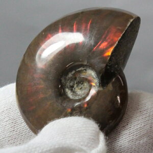 y}_KXJY ꋉi I_zAiCg   ACg C{[ AiCg  Ð  z  fossil W{ AiCg p[Xg[  VR 