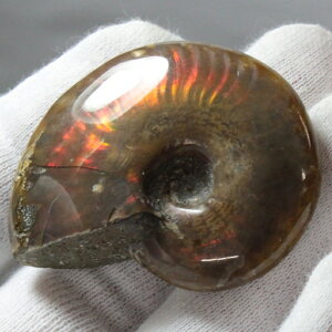 yi}_KXJY _zAiCg   ACg C{[ AiCg    z Ð W{  fossil AiCg p[Xg[  l