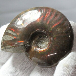 y}_KXJY Ii _zAiCg   ACg C{[ AiCg    z Ð W{  fossil AiCg p[Xg[  