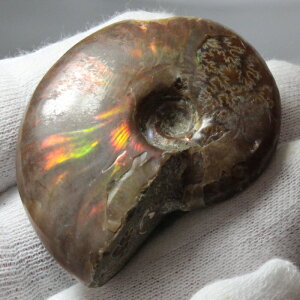 yi}_KXJY _zAiCg   ACg C{[ AiCg  z   fossil Ð W{ AiCg Y fB[X VR  _