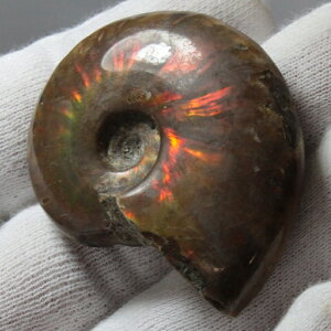 y}_KXJYōi _zAiCg   ACg C{[ AiCg  Ð  z  fossil W{ AiCg VR  p[Xg[ 