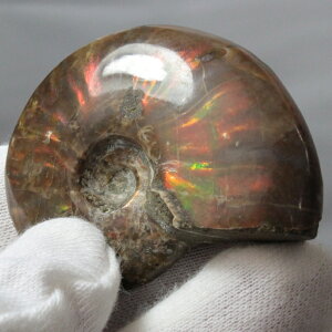 y}_KXJY Ii _zAiCg   AiCg Ammonite C{[ ACg  z   fossil Ð W{ AiCg VR  lC 