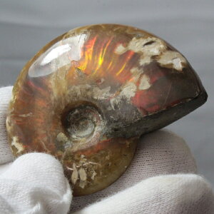 yi}_KXJY _zAiCg   C{[ Ammonite ACg AiCg  Ð  z  fossil W{ AiCg p[Xg[  VR 