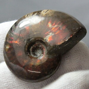 y}_KXJY ꋉi I_zAiCg   AiCg Ammonite C{[ ACg  z   fossil Ð W{ AiCg p[Xg[  l