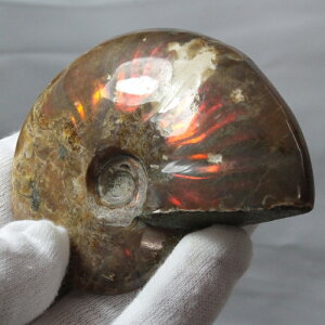 yi}_KXJY _zAiCg  ɂ Ammonite ACg C{[ AiCg    z Ð W{  fossil AiCg p[Xg[