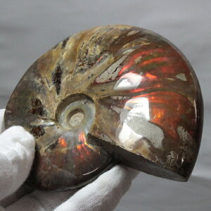 y}_KXJYōi _zAiCg   AiCg Ammonite C{[ ACg  z   fossil Ð W{ AiCg p[Xg[  