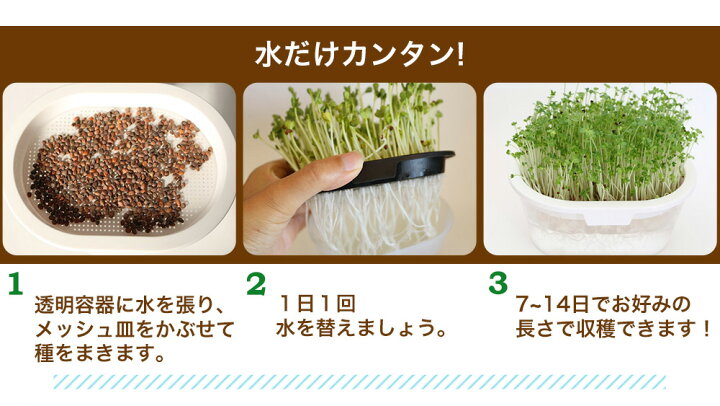 楽天市場 ブロッコリー スプラウト の種と栽培容器のセット オーガニック 有機種子 キッチンファーム かいわれ型 ブロッコリースプラウト 水耕栽培 発芽豆 おうちでベジ 家庭菜園 ギフト プチギフト ちょっとした プレゼント 女性 栽培キット 送別会 退職 室内 花以外