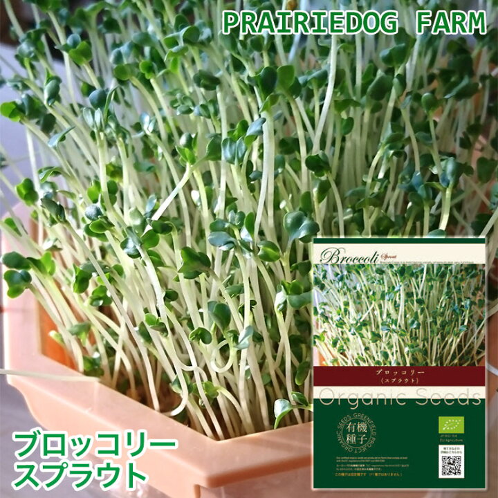 楽天市場 ブロッコリー スプラウト の種 オーガニック 有機種子 キッチンファーム アルファルファ 水耕栽培 おうちでベジ かいわれ型 周年まき 家庭菜園 ギフト ブロッコリースプラウト キッチン 水栽培 野菜の種 ちょっとした プレゼント 女性 おうち時間 野菜 有機