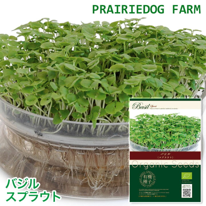 楽天市場 バジル スプラウト の種 オーガニック 有機種子 キッチンファーム アルファルファ 水耕栽培 おうちでベジ かいわれ型 周年まき 家庭菜園 種 キッチン 野菜の種 キッチン菜園 野菜栽培 水栽培 バジルシード プレゼント ギフト 実用的 珍しい 変わった 花以外