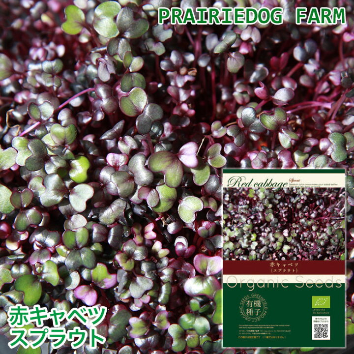 103円 【SALE/78%OFF】 ブロッコリー スプラウト 種 種子 有機種子 オーガニック 家庭菜園 水耕栽培 おうちでベジ 103円 【SALE/78%OFF】 ブロッコリー スプラウト 種 種子 有機種子 オーガニック 家庭菜園 水耕栽培 おうちでベジ