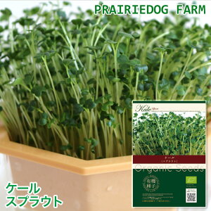 P[ XvEg ̎ I[KjbN L@q Lb`t@[ At@t@ k͔| ŃxW ^ N܂ ƒ؉ | Mtg Ƃ v[g  ͔|  