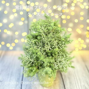 yBElEnztbVO[c[ NX}Xc[ Rf c[ i`fUC k ֏ CeA Gߊ NX}XMtg 蕨 z