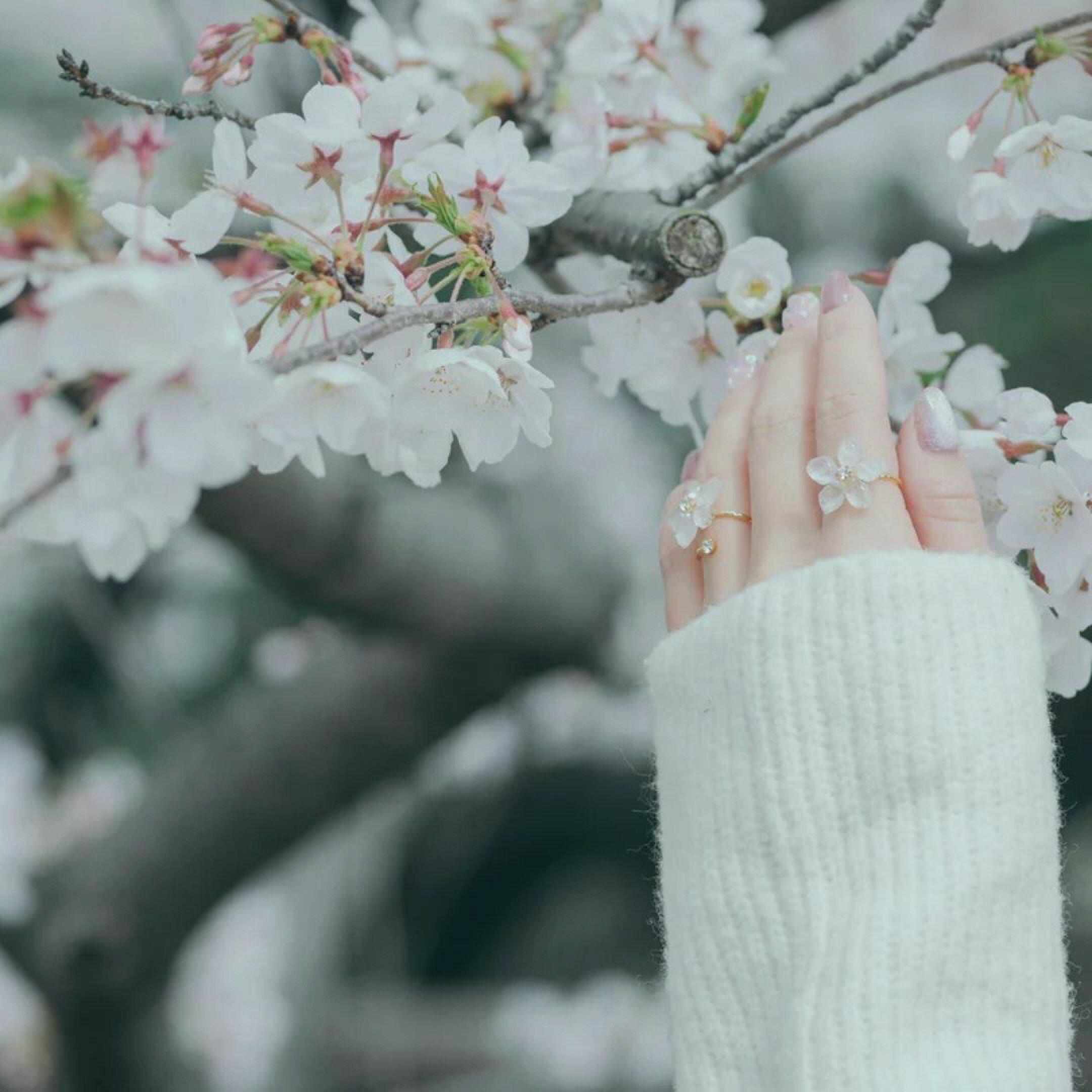 本物の桜アクセサリー。ブランドBali Senyum（バリセニュン）の本物のソメイヨシノを使用した桜リング。手元から本物を楽しめるアイテムです。リングはさりげないおしゃれを楽しみたい方におすすめ。自分へのご褒美や大切な人への春のプレゼントに最適です。