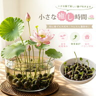 【P5★10％OFF】睡蓮の種 10粒＋予備2粒 睡蓮 ハスの種 睡蓮種 すいれんのたね 蓮の種 スイレンの種 水草…