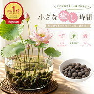 【✨今がお得！10％OFF＋5倍P】睡蓮の種 10粒＋予備2粒 睡蓮 ハスの種 睡蓮種 すいれんのたね 蓮の種 ス…