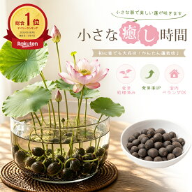 【10%OFF】本格碗蓮 茶碗蓮の種 花の種 水に入れるだけ 10粒＋予備2粒 ミニハスの種 小鉢向け ハスの種 蓮の種 すいれんのたね スイレンの種 水に入れるだけ 栽培セット 日本語説明書 初心者 発芽サポート 小型品種 ミニハス 室内 ベランダ ビオトープ 水鉢 メダカ鉢