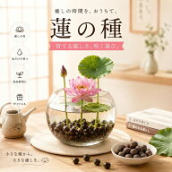【✨今がお得！10％OFF＋5倍P】睡蓮の種 40粒＋予備8粒 睡蓮 ハスの種 睡蓮種 すいれんのたね 蓮の種 ス…