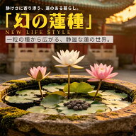 【10%OFF+5倍P】本格碗蓮 茶碗蓮の種 花の種 水に入れるだけ 10粒＋予備2粒 ミニハスの種 小鉢向け ハス…