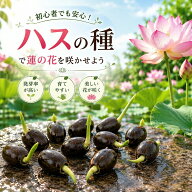 【✨限定P5倍+10%OFF!】ハスの種 10粒＋予備2粒 菜蓮 蓮の種 観賞用ハス 水生植物 花を楽しめる ビオトー…