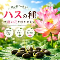 【今がお得！10％OFF】睡蓮の種 水に入れるだけ ハスの種 10粒＋予備2粒 菜蓮 蓮の種 観賞用ハス 蓮の花 …