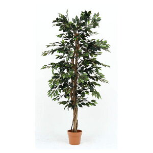 �s��f�� 52662 �ϗt�A�� �t�B�J�X 1124 A ���[�J�[����