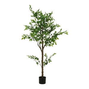 tFCNO[ tBJX 160cm ^ ϗtA CeA  A  ډB RpNg  A lϗtA Vv V   rO