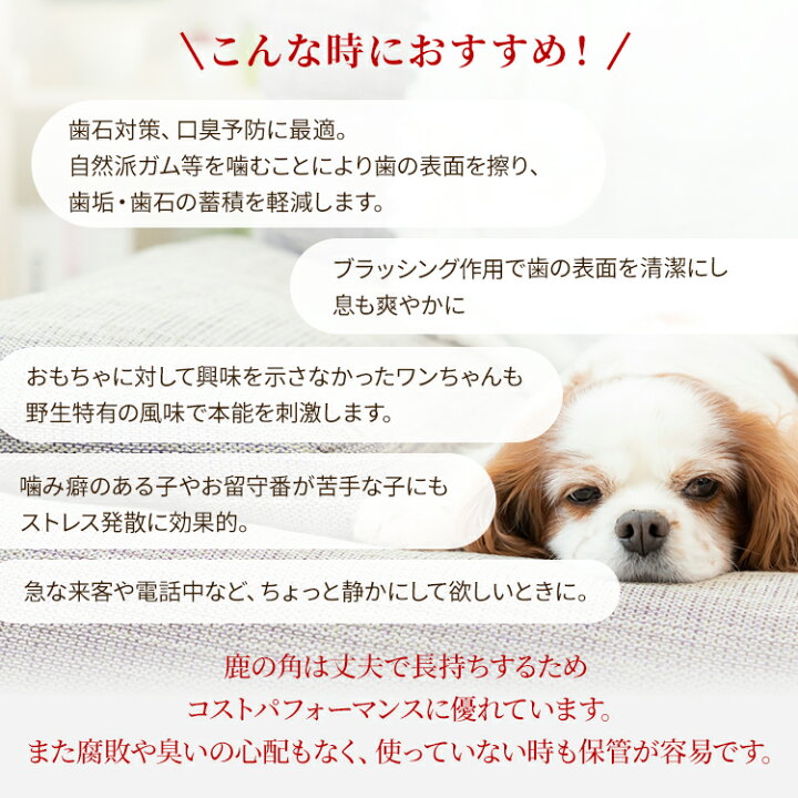 楽天市場 小型犬用 12cm Sサイズ 鹿の角 半割り2本セット 犬 噛む おもちゃ 犬 歯石 鹿の角 鹿角 シカの角 ジビエ ペットフード ご飯 ごはん おやつ 餌 プレシカ