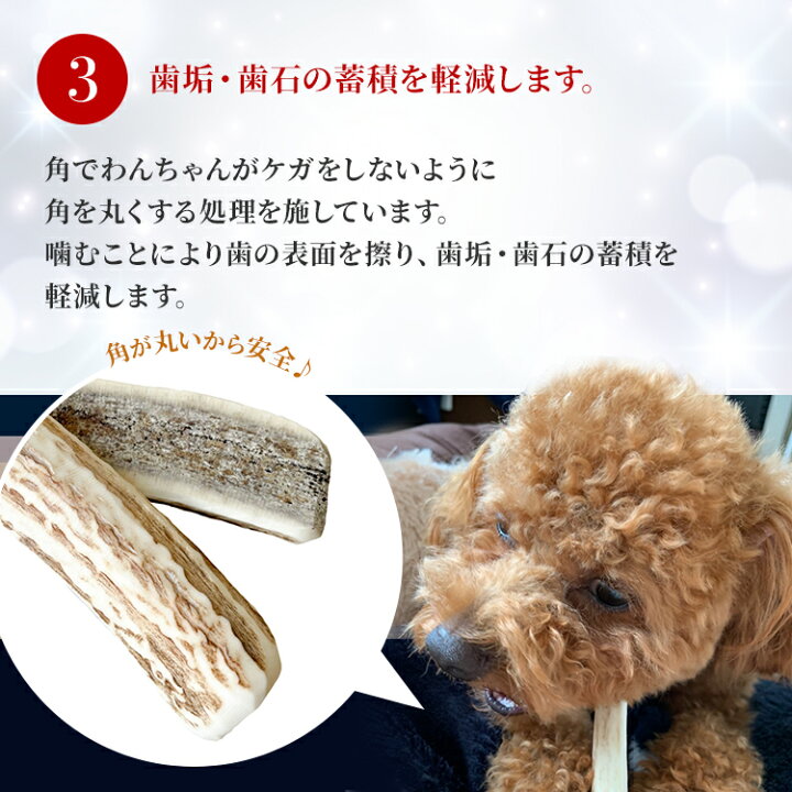 楽天市場】【小型犬用 12cm Sサイズ 鹿の角 半割り2本セット】犬 噛む 